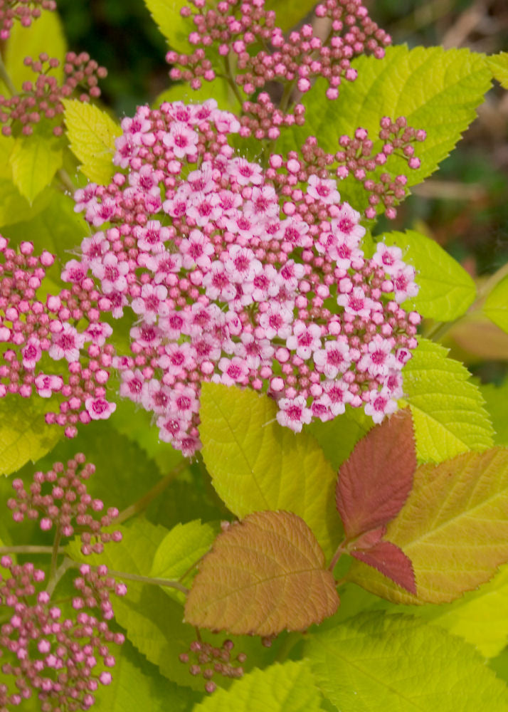 Double Play Big Bang® Spirea (Spiraea japonica 'Tracy') - 1 gallon -Ship Only