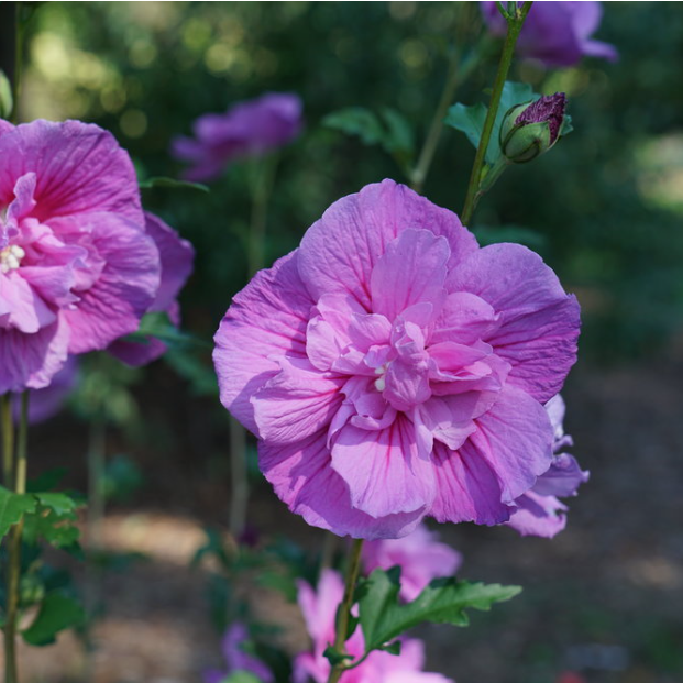 Dark Lavender Chiffon® Rose of Sharon (Hibiscus syriacus 'Dark Lav. Chiffon') - 1 gallon -Ship Only