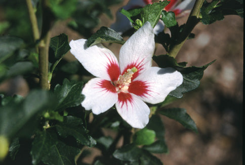 Proven Winners® Color Choice® Lil’ Kim® Rose Of Sharon (Hibiscus syriacus ‘Antong Two’) - 1 gallon -Ship Only