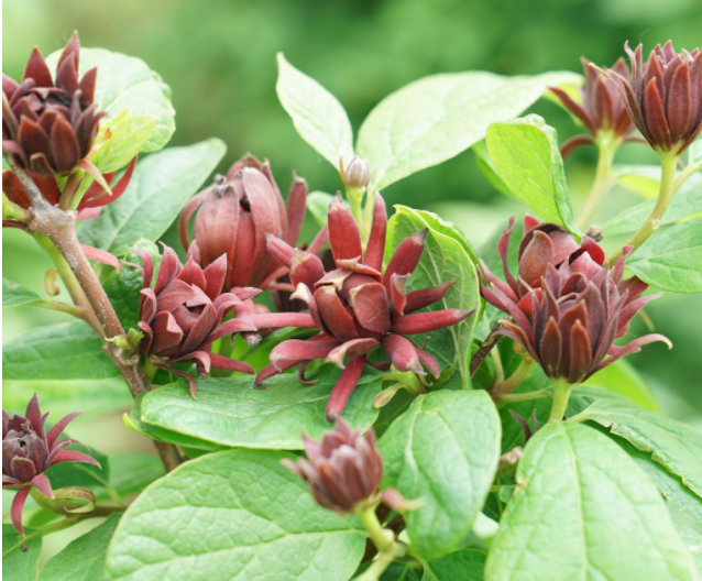 Simply Scentsational® Sweetshrub (Calycanthus simply 'Scentsational') - 3 gallon 15" -Ship Only