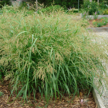 Cape Breeze Switchgrass (Panicum 'Pa Cape Breeze') - 2 gallon -Ship Only