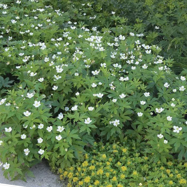 Canada anemone (Anemone canadensis) - 1 gallon -Ship Only