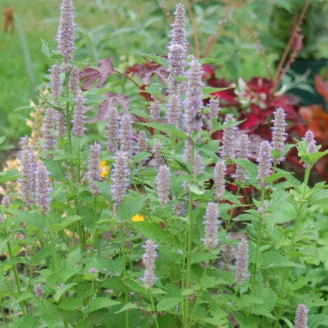 Anise Hyssop (Agastache foeniculum) - 1 gallon -Ship Only