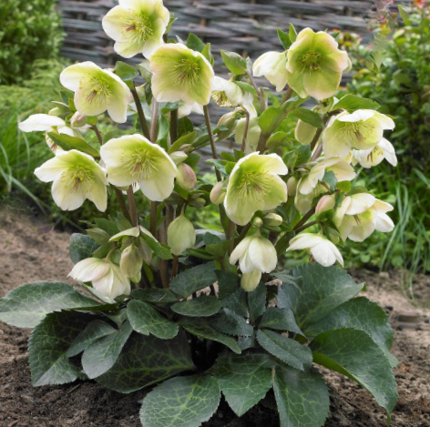 Hellebore Mollys White (Helleborus 'Frostkiss Mollys White') - 1 gallon -Ship Only