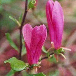 Susan Magnolia (Magnolia x 'Susan') - 3 gallon 36-42" -Ship Only