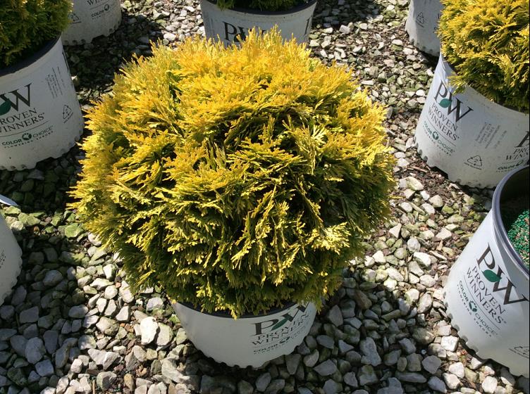 Anna's Magic Ball® Arborvitae (Thuja occidentalis 'Annas Magic Ball') - 2 gallon -Ship Only