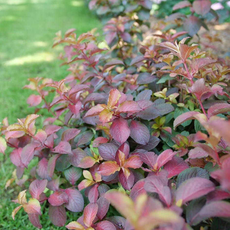 Midnight Sun™ Reblooming Weigela (Weigela midnight 'Sun') - 3 gallon 12" -Ship Only