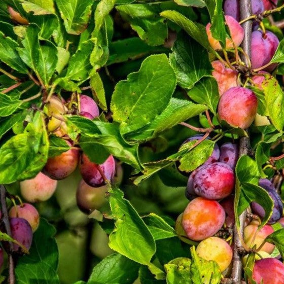 Santa Rosa Japanese Plum (Prunus 'Fruit Santa Rosa Jap. Plum') - 2 gallon 36" -Ship Only