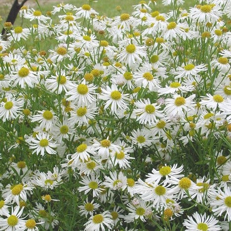 Snowbank Boltonia (Boltonia snowbank) - 1 gallon -Ship Only