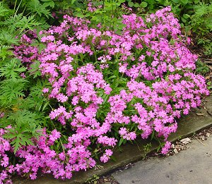 Short and Sweet Wild Pinks / Catchfly (Silene short 'And Sweet') - 1 gallon -Ship Only