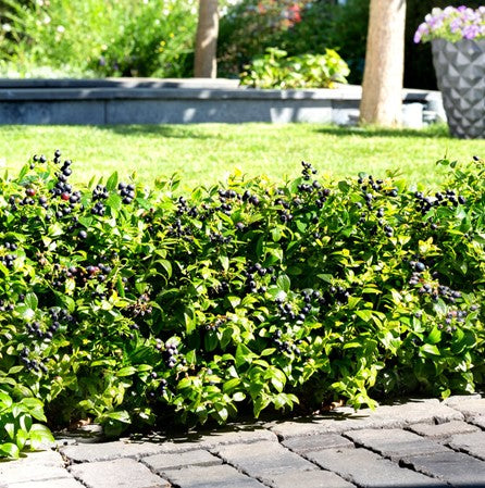 BerryBux® Blueberry (Vaccinium berrybux) - 1 gallon -Ship Only