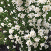 Pearls of Perfume™ Mock Orange (Philadelphus pearls 'Of Perfume') - 3 gallon -Ship Only