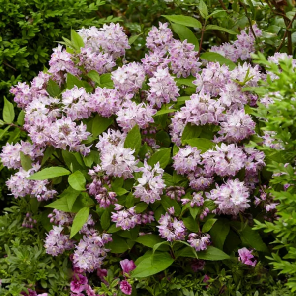 Raspberry Sundae Deutzia (Deutzia 'Raspberry Sundae') - 2 gallon -Ship Only