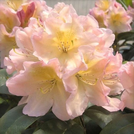Holden’s™ Peach Rhododendron (Rhododendron 'Holdens Peach') - 3 gallon -Ship Only