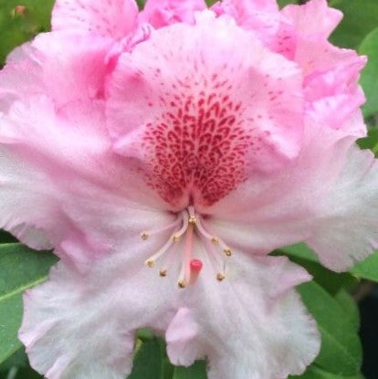 Holden’s™ Pink Flare Rhododendron (Rhododendron 'Holdens Pink Flare') - 3 gallon 15" -Ship Only