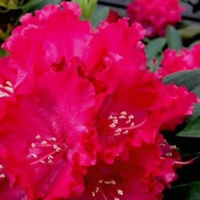 Holden’s ™ Red Rhododendron (Rhododendron holdens 'Red') - 3 gallon 15" -Ship Only
