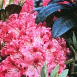 Holden’s™ Fuchsia Rhododendron (Rhododendron 'Holdens Fuchsia') - 3 gallon 15" -Ship Only
