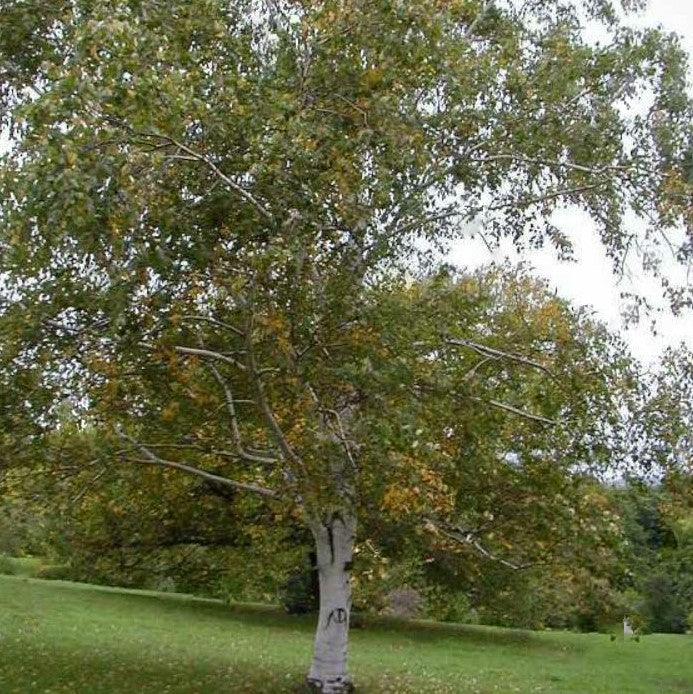 Paper Birch (Betula papyrifera) - 3 gallon -Ship Only