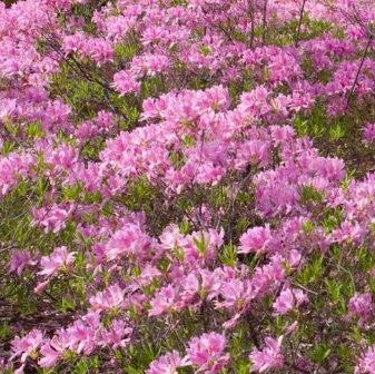 Lilac Lights™ Azalea (Azalea 'Exbury Lilac Light') - 3 gallon 15" -Ship Only