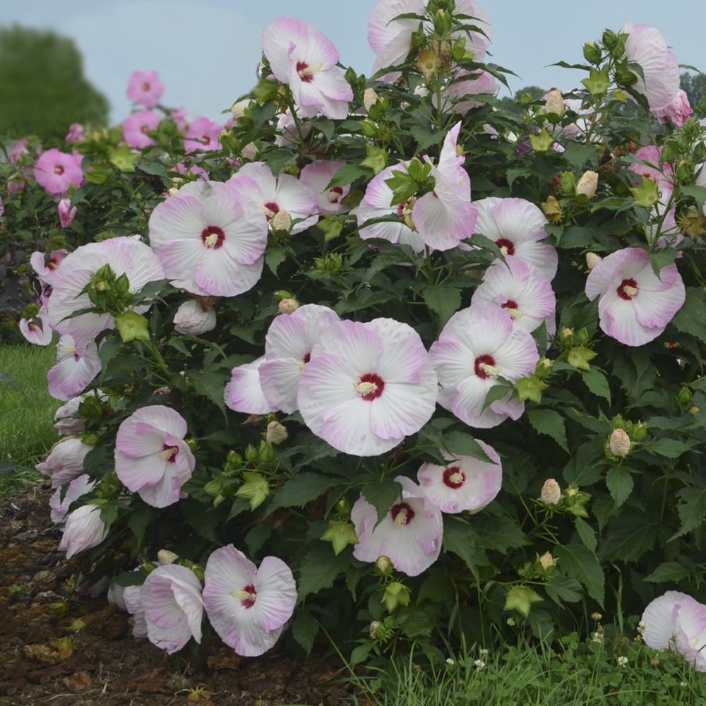 Summerific® 'Ballet Slippers' Rose Mallow (Hibiscus x 'Summerific Ballet Slippers') - 1 gallon -Ship Only