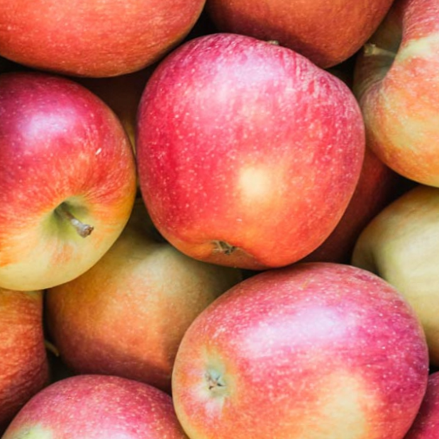 Braeburn Apple (Malus 'Fruit Braeburn') - 2 gallon 36" -Ship Only