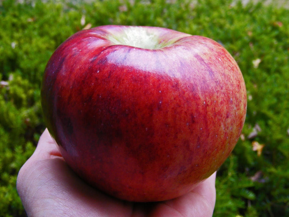 Cortland Apple (Malus 'Fruit Cortland') - 2 gallon 36" -Ship Only