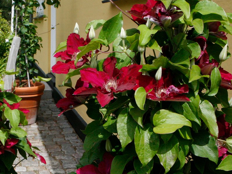 Clematis Jie™ (Clematis 'Jie') - 1 gallon -Ship Only