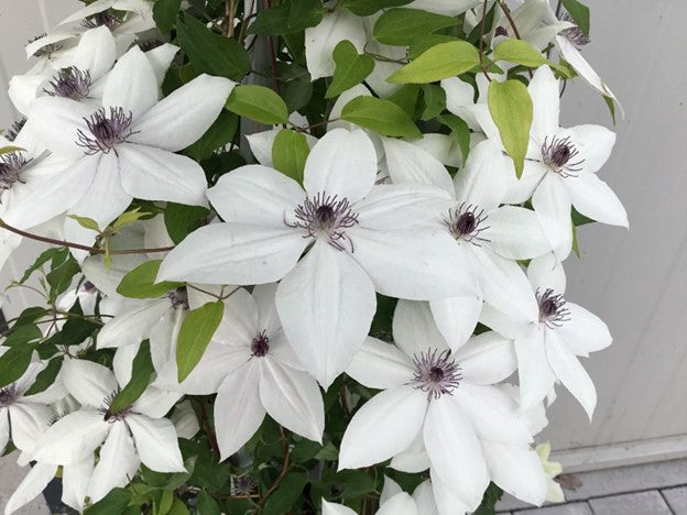 Tsukiko™ Clematis (Clematis tsukiko) - 1 gallon -Ship Only