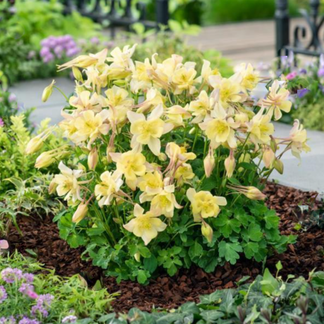 EarlyBird™ Yellow Columbine (Aquilegia 'Earlybird Yellow') - 1 gallon -Ship Only