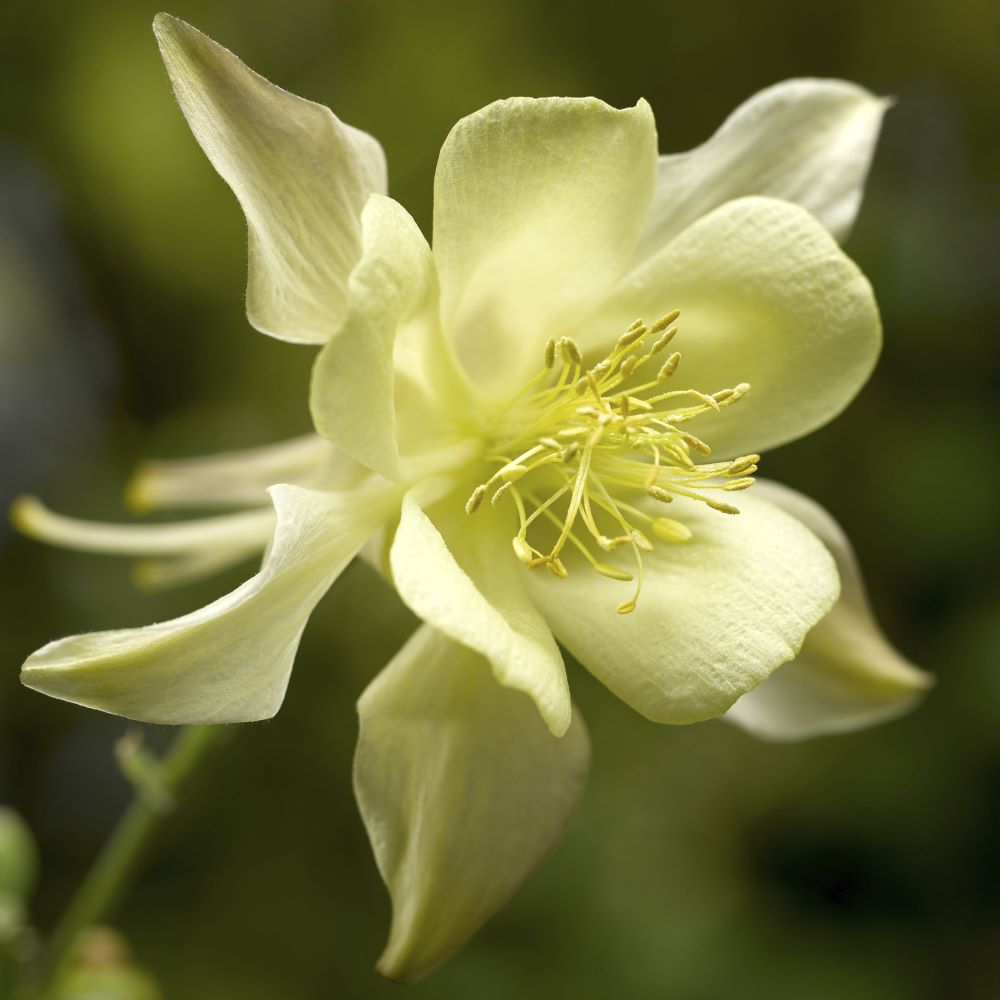 Kirigami™ Yellow Columbine (Aquilegia 'Kirigami Yellow') - 1 gallon -Ship Only
