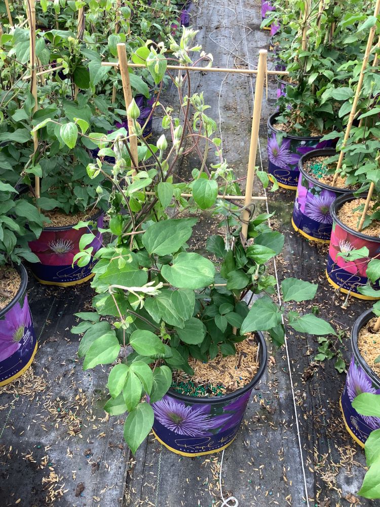 Duchess of Cornwall Clematis (Clematis 'The Duchess Of Cornwall') - 1 gallon -Ship Only