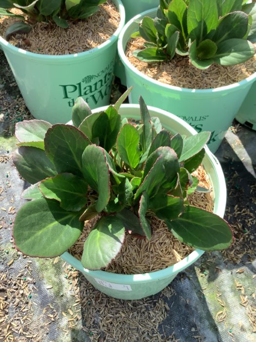 Bergenia Early Brilliance™ Magenta  (Bergenia 'Early Brilliance Magenta') - 1 gallon -Ship Only