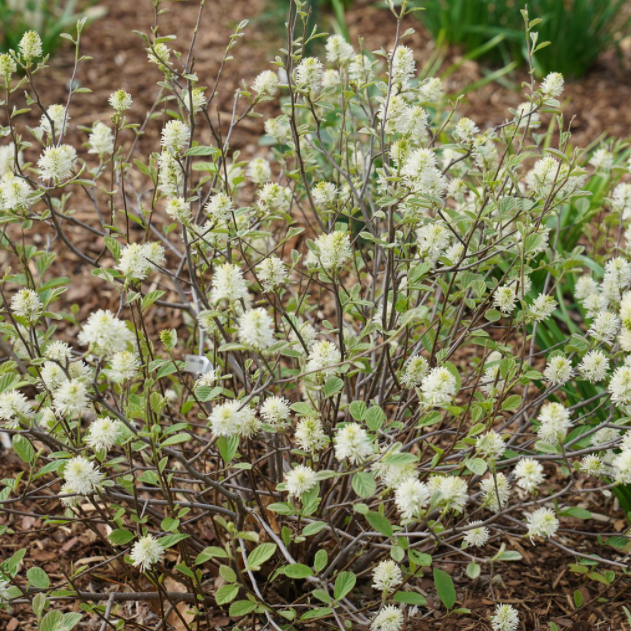 Legend of the Small® Bottlebrush (Fothergilla x intermedia 'Legend Of The Small') - 2 gallon -Ship Only
