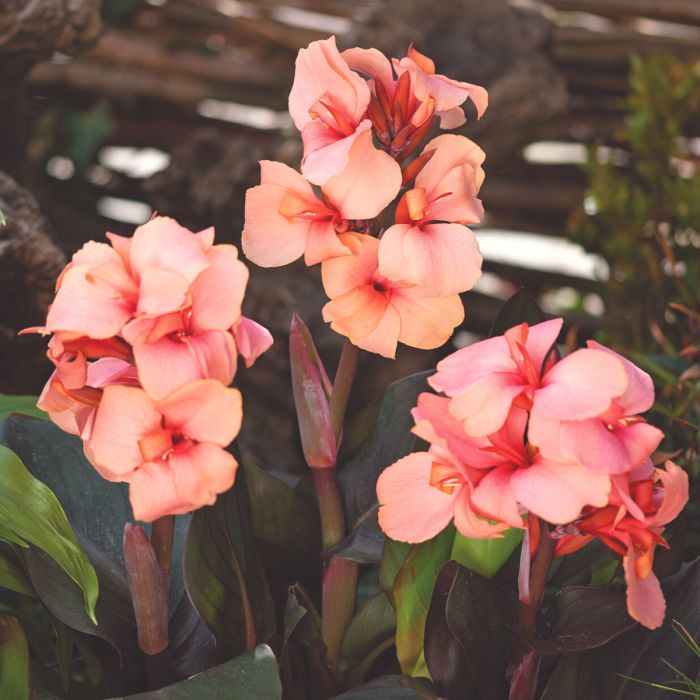 Cannova Bronze Peach Canna (Canna cannova 'Bronze Peach') - 1 gallon -Ship Only