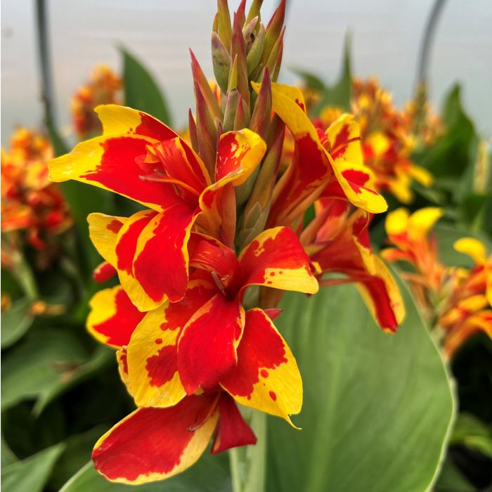 Cannova Red Golden Flame Canna (Canna cannova 'Red Gldn Flame') - 1 gallon -Ship Only