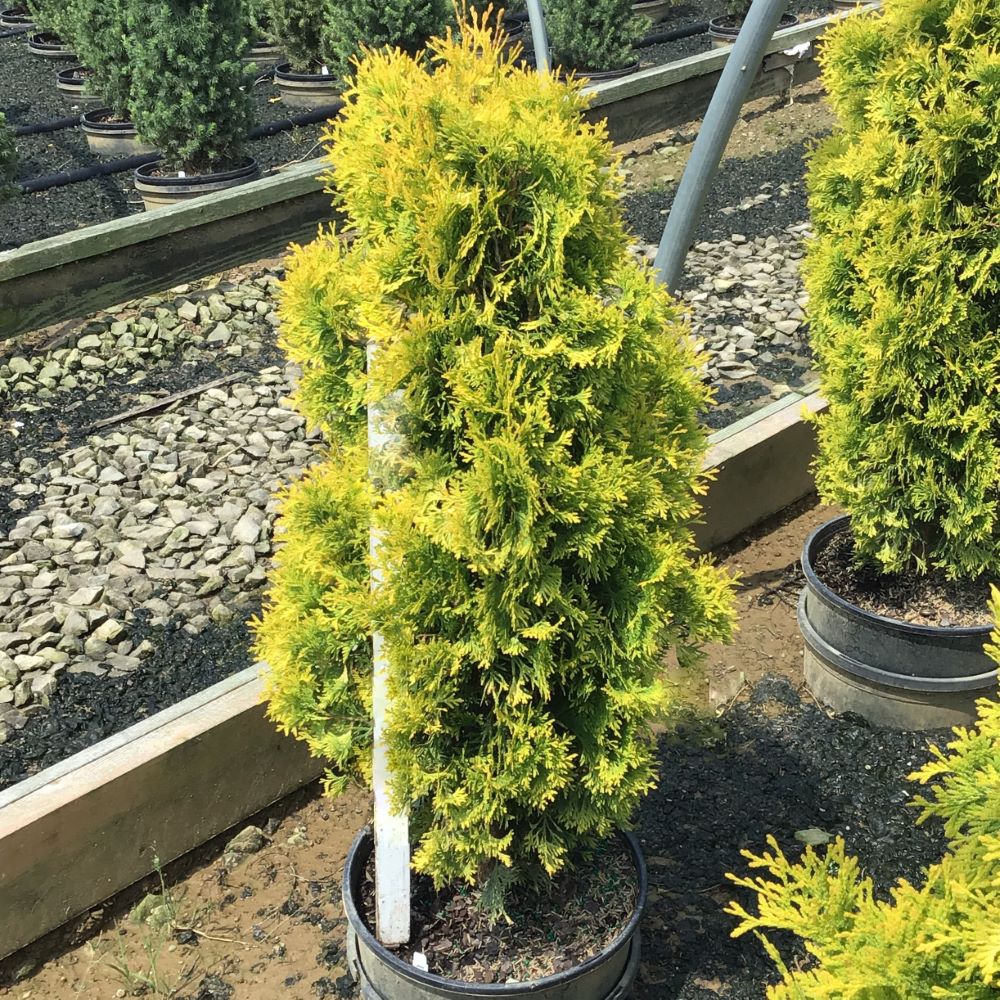 Jantar arborvitae (Thuja occidentalis 'Jantar') - 1 gallon -Ship Only