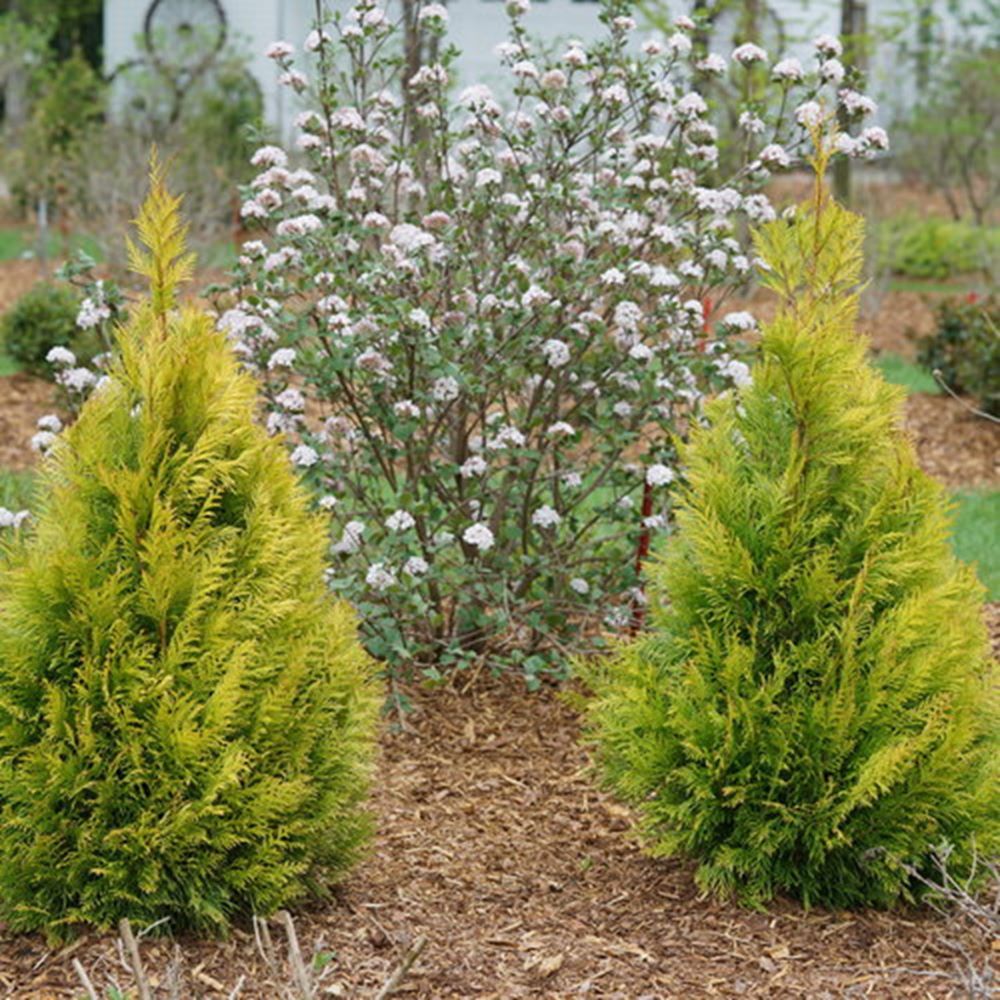 Fluffy® Western Arborvitae (Thuja plicata 'Fluffy') - 3 gallon -Ship Only