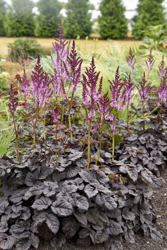 Dark Side of the Moon Astilbe (Astilbe 'Dark Side of the Moon') - 1 gallon -Ship Only