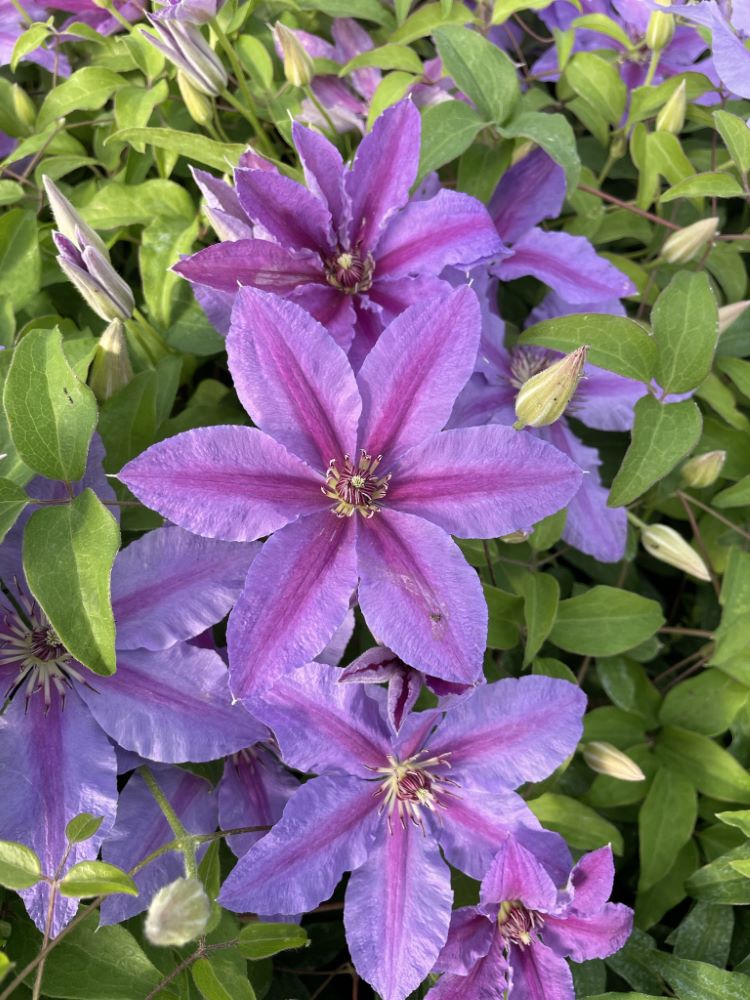 Tumaini™ Clematis (Clematis tumaini) - 1 gallon -Ship Only