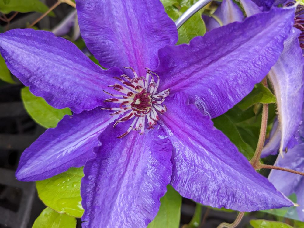 Lindsay™ Clematis (Clematis lindsay) - 1 gallon -Ship Only