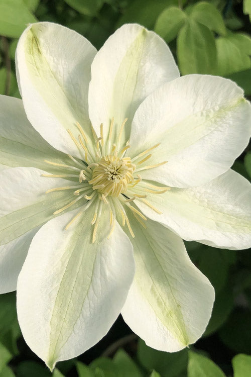 Guernsey Flute™ Clematis (Clematis guernsey 'Flute') - 1 gallon -Ship Only