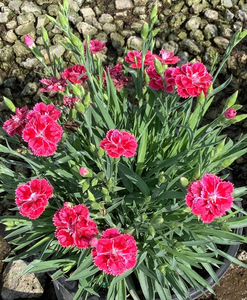 Dianthus Magenta Bicolor Pinks (Dianthus delilah 'Magenta Bicolor') - 1 gallon -Ship Only