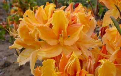Golden Lights Azalea (Azalea 'Exbury Golden Lights') - 3 gallon 15" -Ship Only