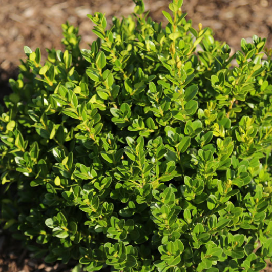 Little Missy Boxwood (Buxus microphylla 'Little Missy') - 2 gallon 8" -Ship Only