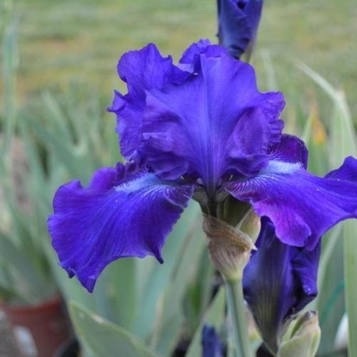 Dashing Reblooming German Iris (Iris germanica 'Dashing') - 1 gallon -Ship Only