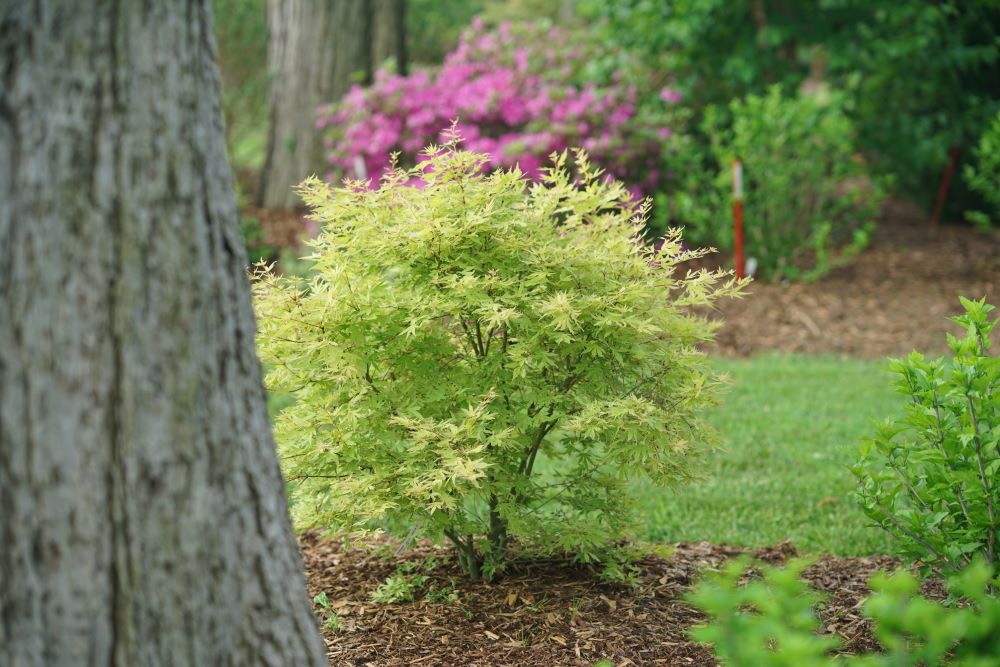 Metamorphosa® Japanese Maple (Acer palmatum 'Metamorphosa') - 3 gallon -Ship Only