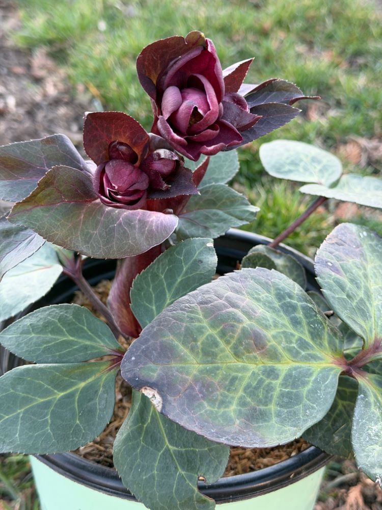 Frostkiss® Vibey Velvet Lenten Rose (Helleborus vibey 'Velvet') - 1 gallon -Ship Only
