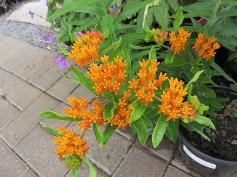 Gay Butterflies Milkweed (Asclepias tuberosa 'Gay Butterflies') - 1 gallon -Ship Only