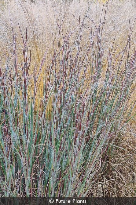 Ha Ha Tonka Little Bluestem (Schizachyrium 'Ha Ha Tonka') - 1 gallon -Ship Only