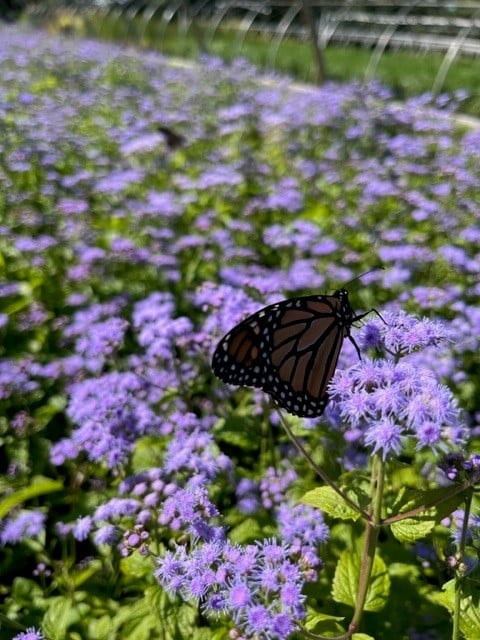 Blue Mistflower (Eupatorium coelestinum) - 1 gallon -Ship Only
